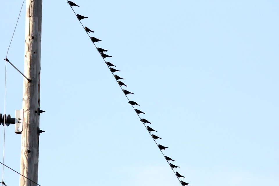 Brewer's Blackbirds, part of 180 individuals, Old Rice Lake Muck Flats, September 11, 2012