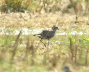American Golden-Plover, Caledonia Sewage Facility, August 4, 2012 photo