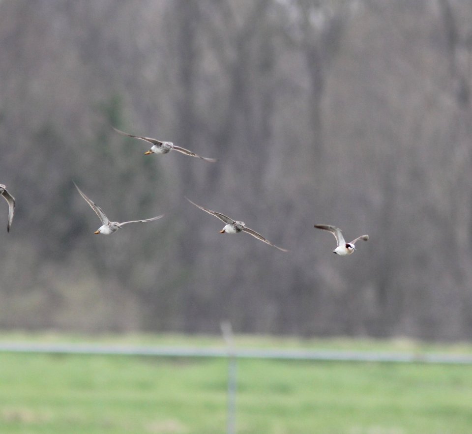 Wilson's Phalarope (female), Caledonia Sewage Ponds, Kent Co., MI, 30 April 2013