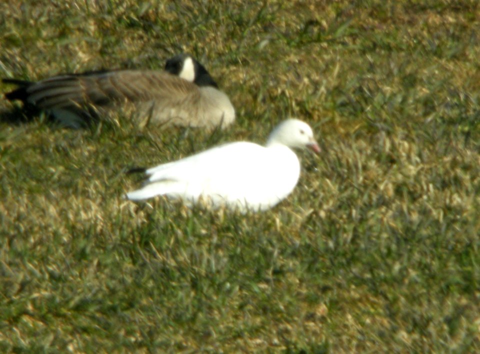 possible Ross's X Snow Goose backcross, 92nd St., Kent Co., MI, 5 April 2013