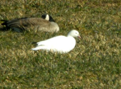 possible Ross's X Snow Goose backcross, 92nd St., Kent Co., MI, 5 April 2013