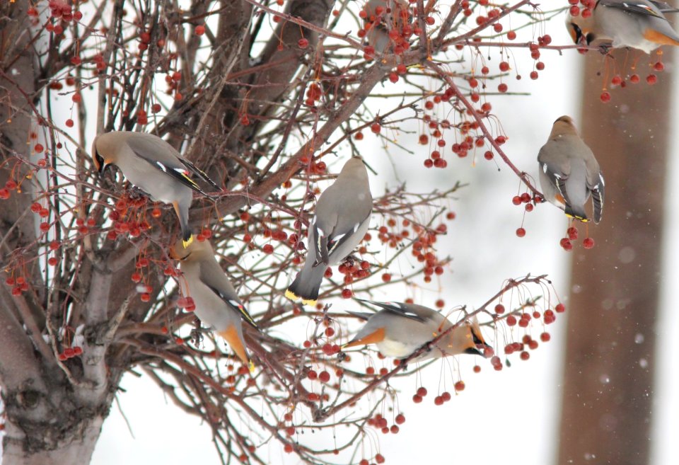 Bohemian Waxwings (part of 95), Wyoming, MI, 19 March 2013