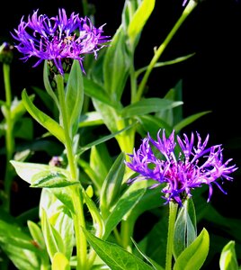 Violet leaves stems photo