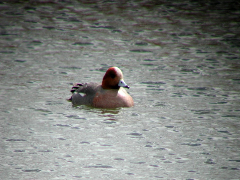 Eurasian Wigeon, Lee Metcalf NWR, Stevensville, MT