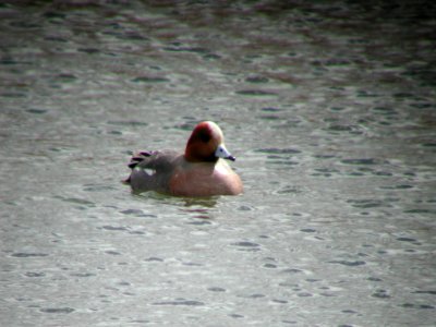 Eurasian Wigeon, Lee Metcalf NWR, Stevensville, MT
