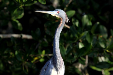Tricolored Heron, Weedon Island Preserve, FL, March 30, 2012