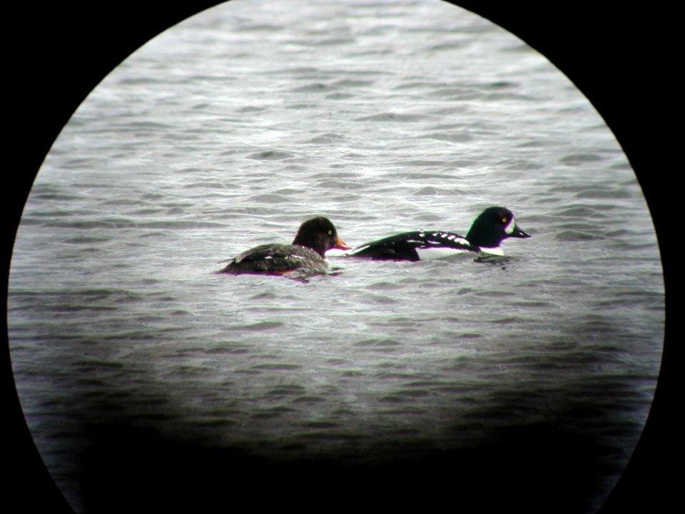 Barrow's Goldeneyes, Lee Metcalf NWR