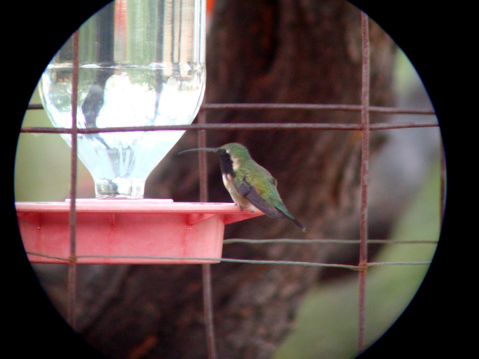 Lucifer Hummingbird (male), Ash Canyon Bed and Breakfast, AZ, May 9, 2008