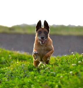 Jump belgian shepherd dog summer photo