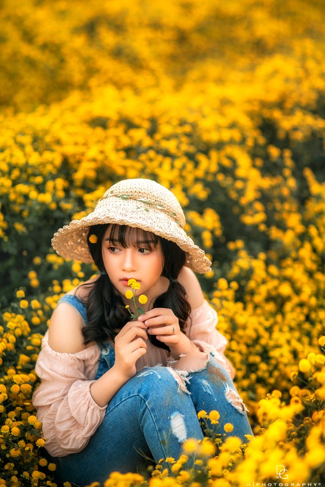 hoa cúc chi toi yeu tra 2