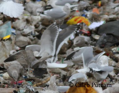 Slaty-backed Gull, Republic Landfill, Bay Co., MI, December 15, 2011