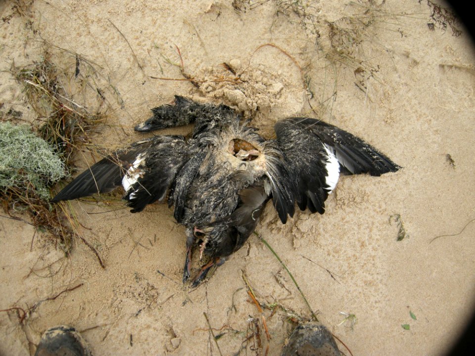 Botulism-killed White-winged Scoter