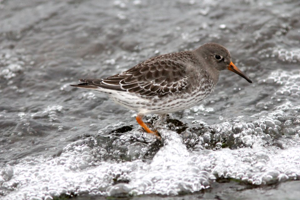 Purple Sandpiper, Muskegon MI, January 7, 2011