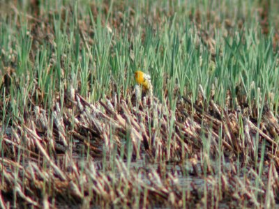 Amelanistic Yellow-headed Blackbird (male), Bowdoin NWR, MT, May 30, 2003