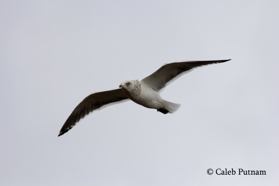 Slaty-backed Gull, Republic Landfill, Bay Co., MI, December 15, 2011
