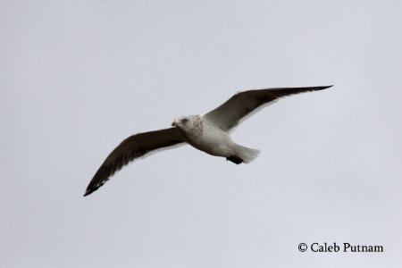 Slaty-backed Gull, Republic Landfill, Bay Co., MI, December 15, 2011