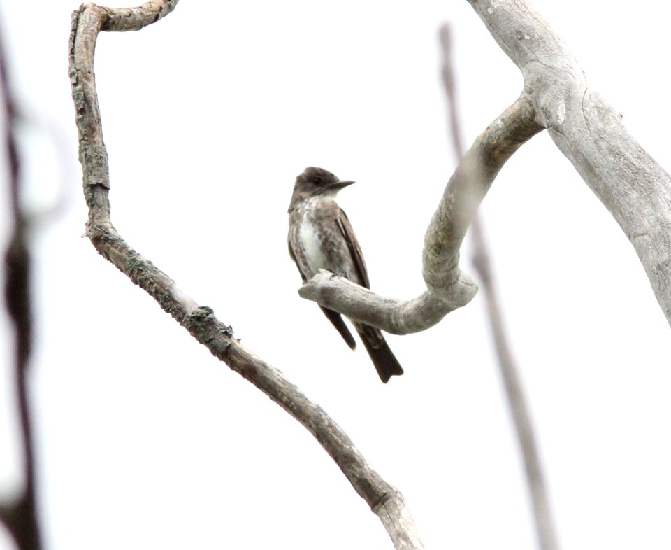 Olive-sided Flycatcher, Rockford, MI, August 11, 2012
