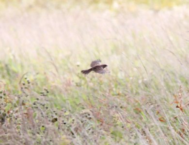 Song Sparrow, Roselle Park, September 24, 2012