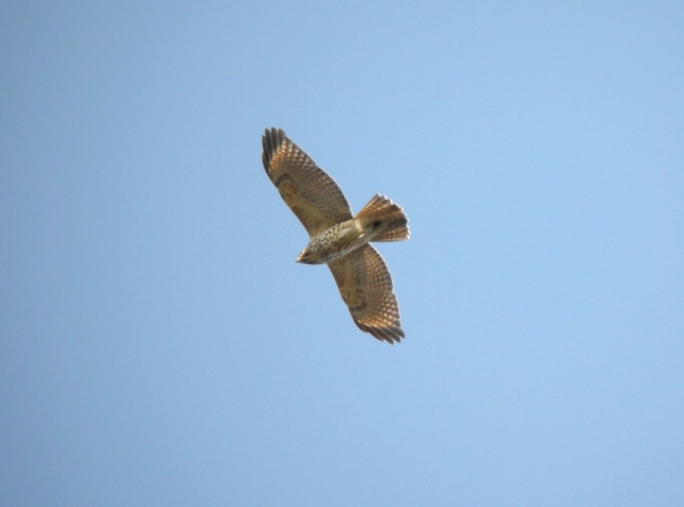 Red-shouldered Hawk (2nd calendar year), Montcalm Co., MI, January 11, 2012
