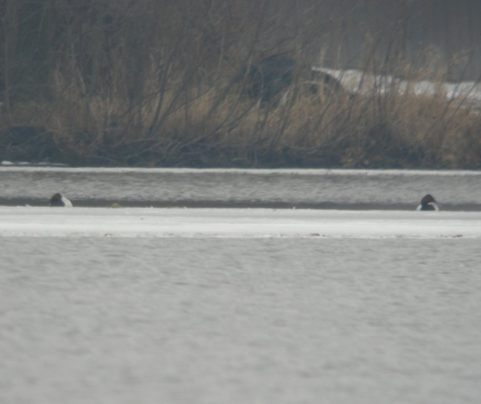 Canvasbacks, Lincoln Lake, March 1, 2012