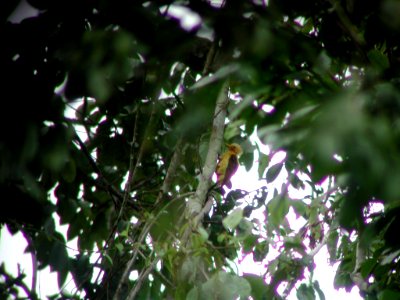 Cream-colored Woodpecker, Sani Lodge, Sucumbíos, Ecuador, July 11, 2004 photo