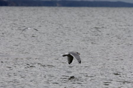 Thayer's Gull, adult