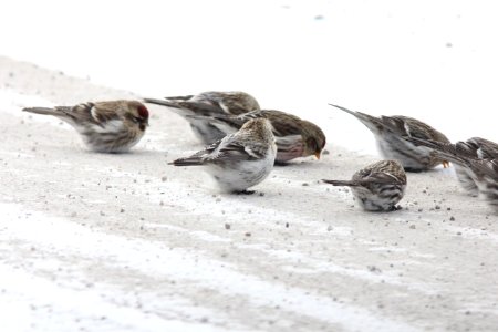 Hoary Redpoll, Greenville, MI, 21 January 2013