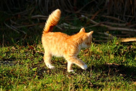 Young cats mackerel red mackerel tabby