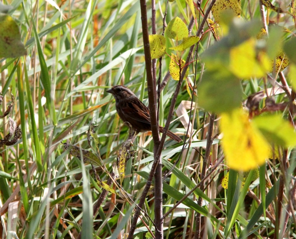 Swamp Sparrow, Roselle Park, September 24, 2012
