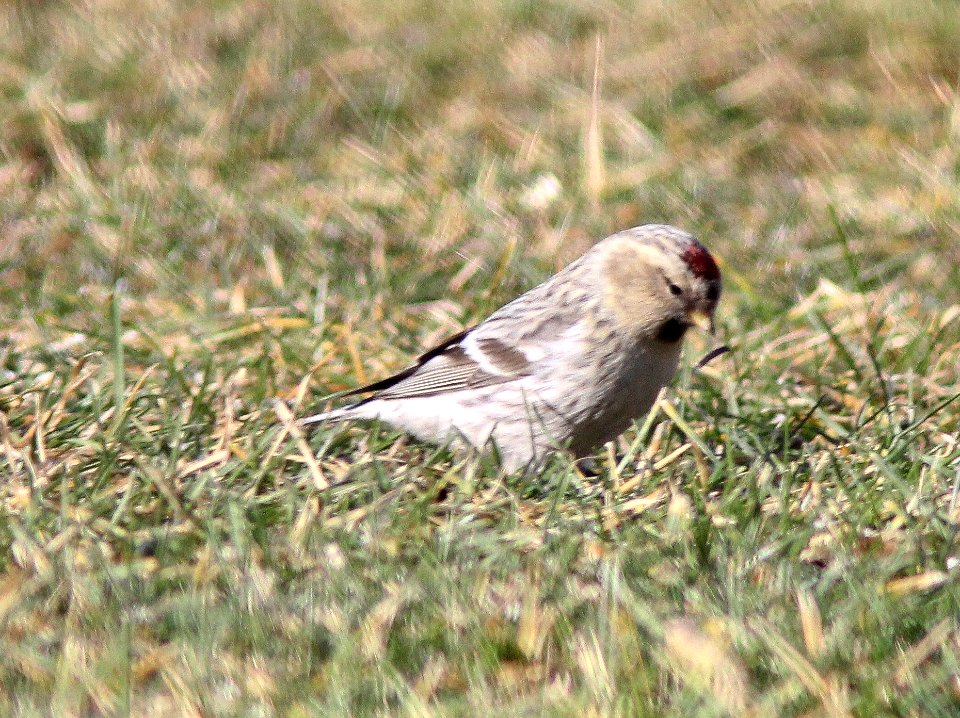 Hoary Redpoll (individual 1), Oakfield, MI, February 4, 2012