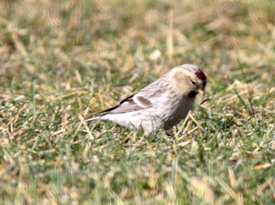 Hoary Redpoll (individual 1), Oakfield, MI, February 4, 2012