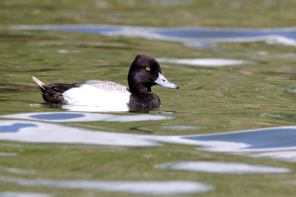 Lesser Scaup, Crystal River FL, March 28, 2012