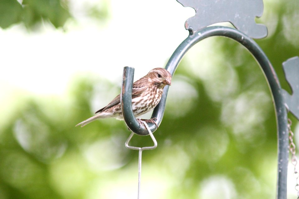 Purple Finch (probably juvenile), Sand Lake MI, May 31, 2012