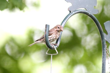 Purple Finch (probably juvenile), Sand Lake MI, May 31, 2012