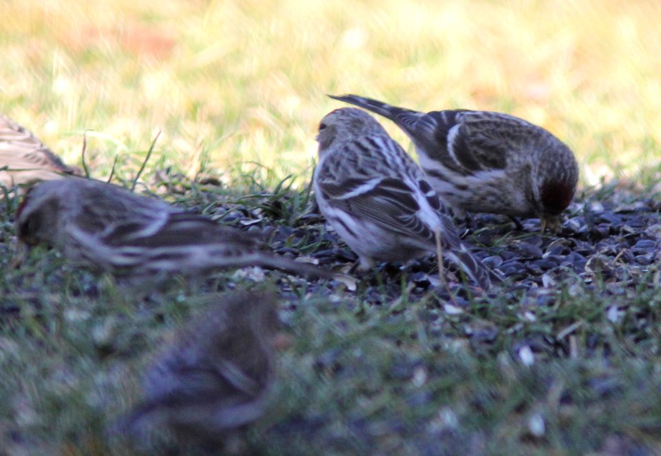 Hoary Redpoll (individual 1), Oakfield, MI, February 4, 2012