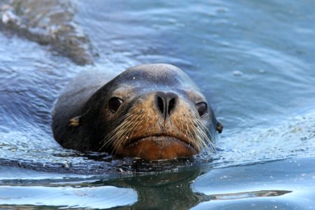 Sea Lion, Newport, OR, 20 October 2012