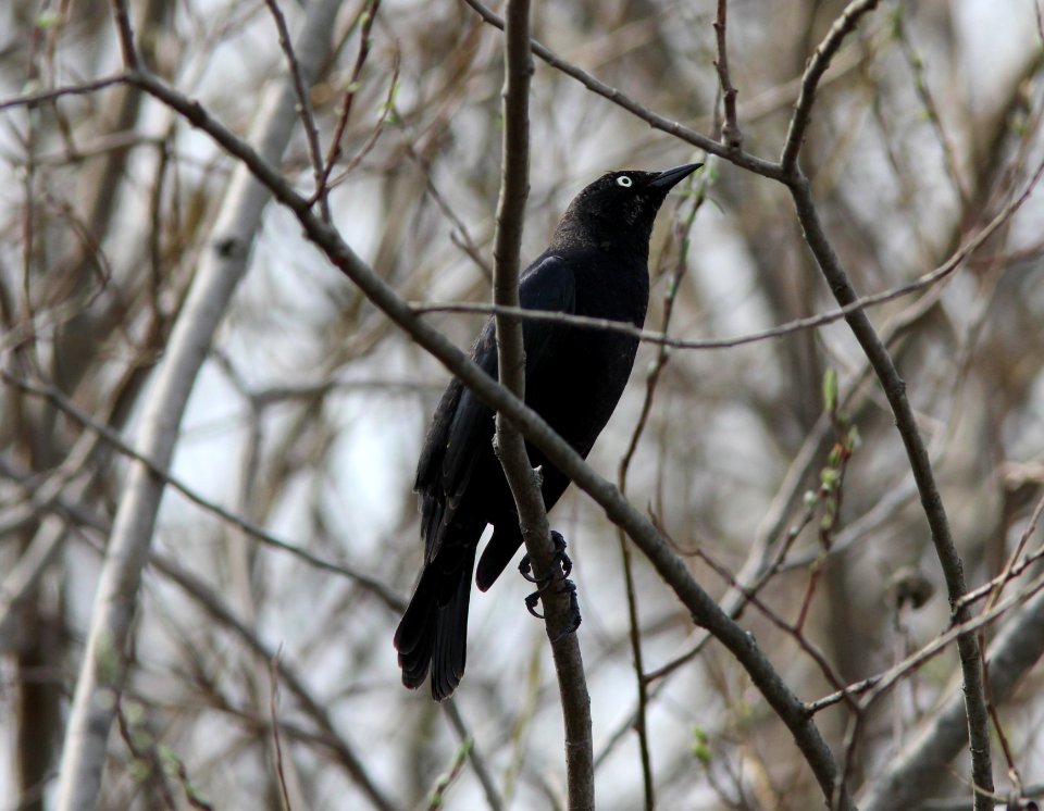 Rusty Blackbird, Kalamazoo River, Saugatuck MI, March 21, 2012