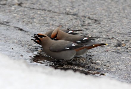 Bohemian Waxwings (part of 95), Wyoming, MI, 19 March 2013