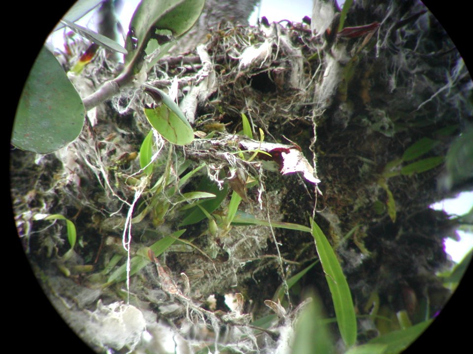 White-lored (Golden-bellied) Euphonia nest, Sani Lodge canopy tower, Sucumbíos, Ecuador, July 10, 2004