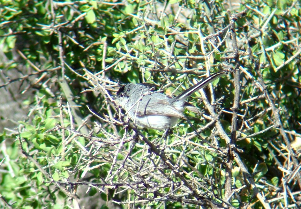 Black-capped Gnatcacher, Proctor Rd, Madera Canyon, AZ, May 13, 2008