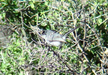 Black-capped Gnatcacher, Proctor Rd, Madera Canyon, AZ, May 13, 2008
