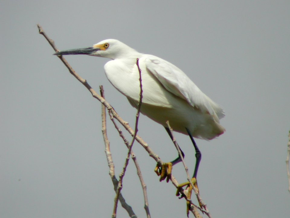 Snowy Egret, Helena Regulating Reservoir, MT, June 5, 2003