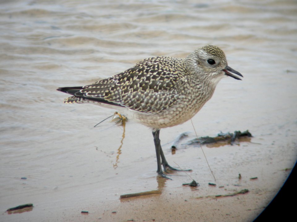Black-bellied Plover (juvenile)
