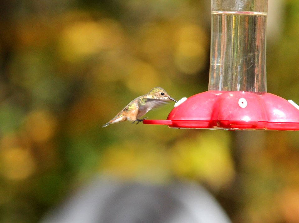 Rufous/Allen's Hummingbird, Gowen, MI, 8 October, 2012