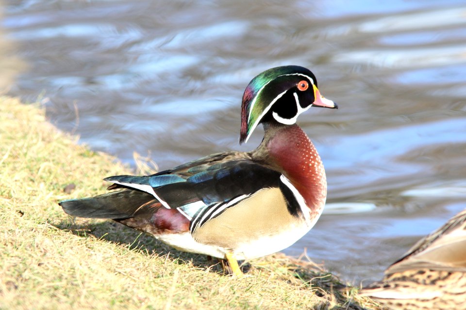 Wood Duck, Richmond Park, Grand Rapids, MI, 1 Dec 2011
