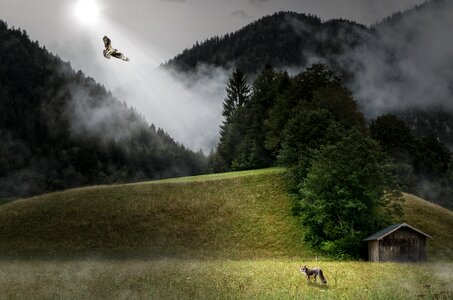 Animals encounters attention