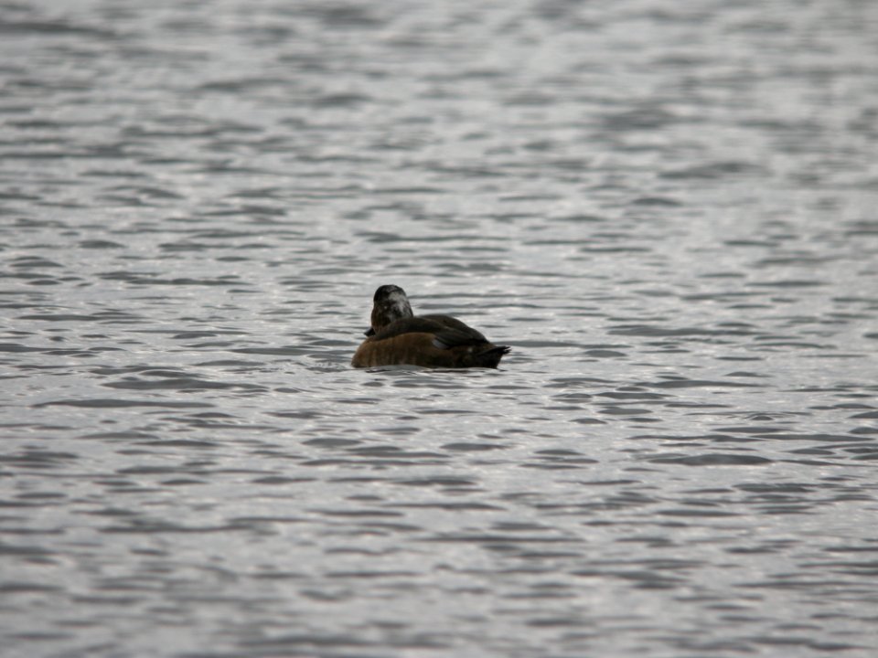Partially albinistic Greater Scaup