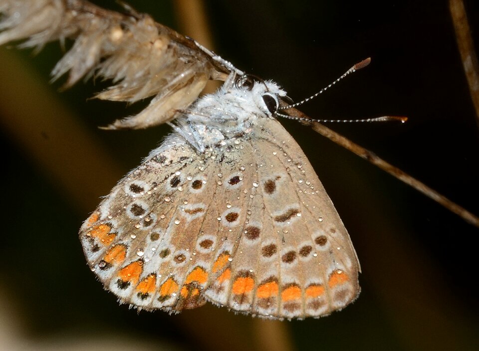 Macro insect nature
