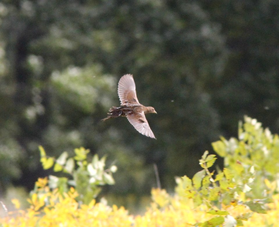 Sora (1 of 4 individuals), Roselle Park, September 24, 2012