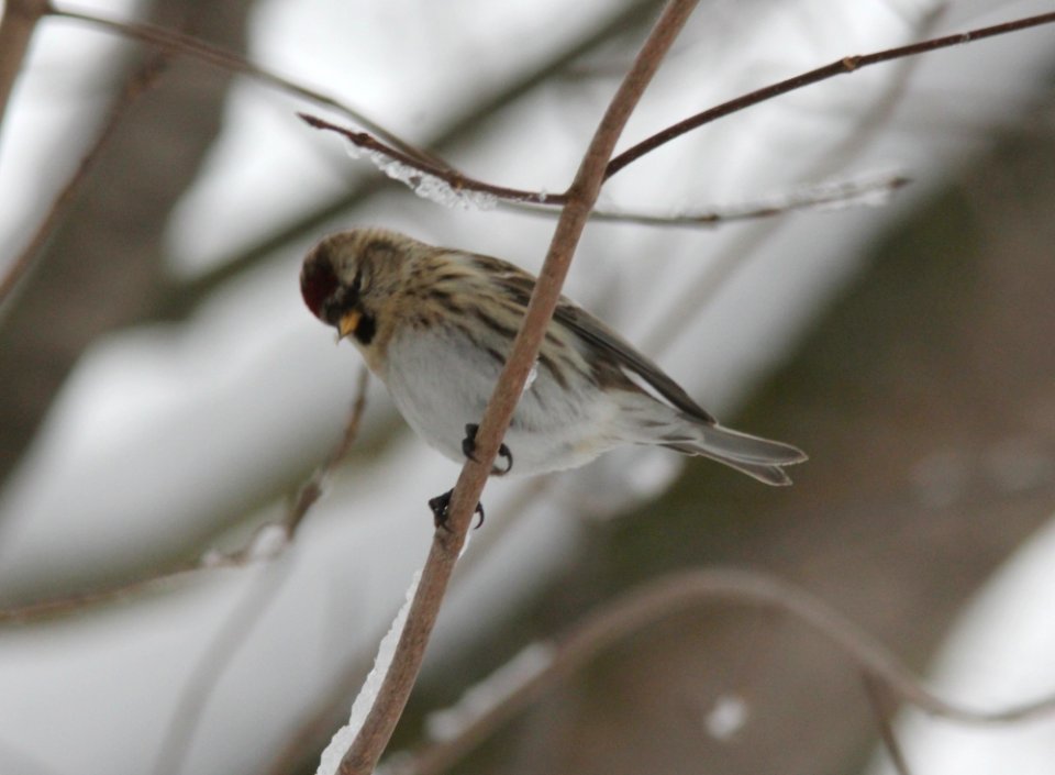 Common Redpoll (first of the winter), Montcalm Co., MI, January 15, 2012